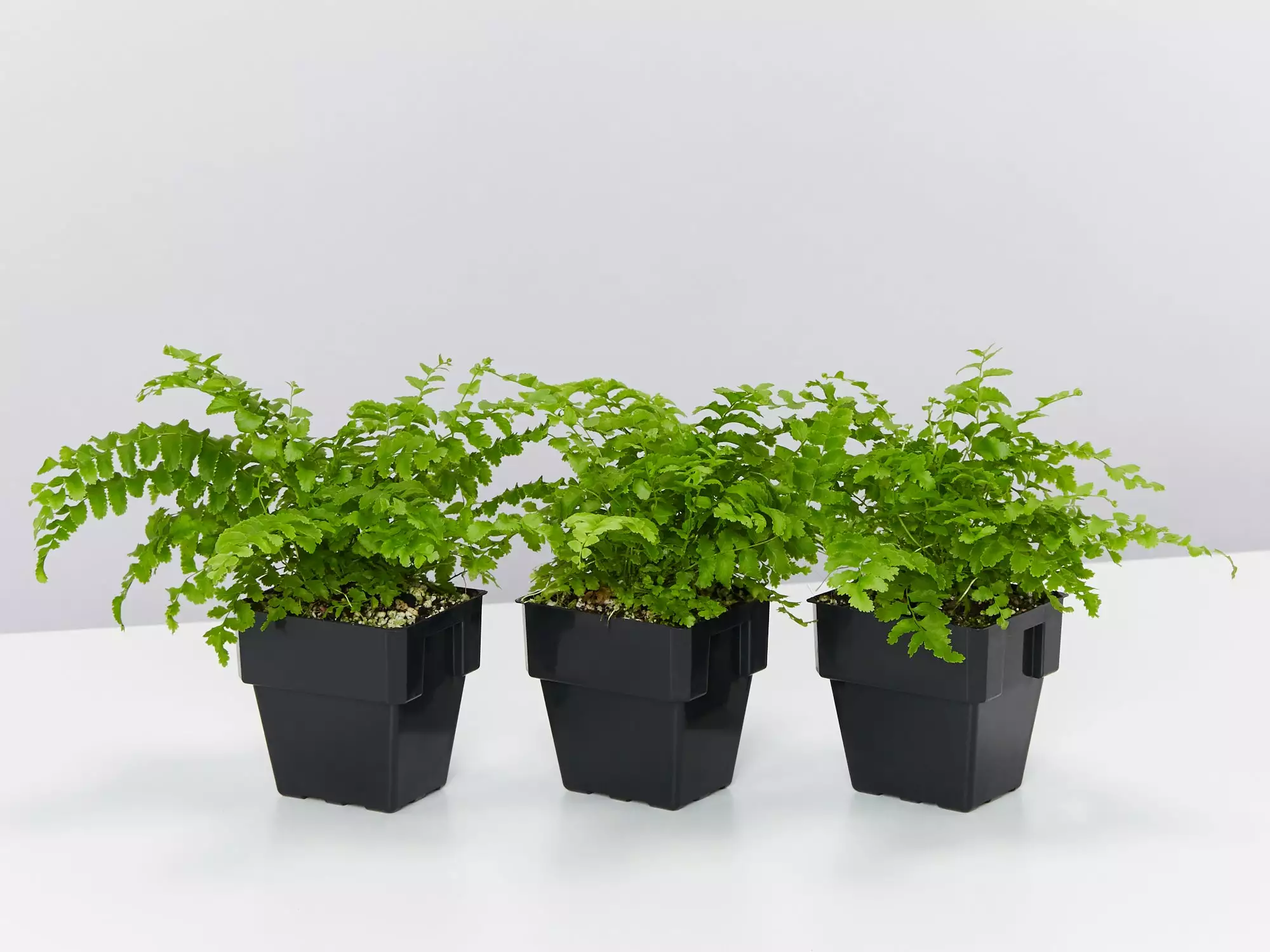 Nephrolepis Exaltata Pom Pom 85mm 3 Nephrolepis Exaltata Pom Pom 85mm