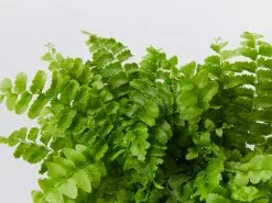 Nephrolepis Exaltata Pom Pom 85mm 10 Nephrolepis Exaltata Pom Pom 85mm -Plants in a Box Sales Shop NephrolepisExaltataPomPom detail