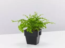 Nephrolepis Exaltata Pom Pom 85mm 9 Nephrolepis Exaltata Pom Pom 85mm -Plants in a Box Sales Shop NephrolepisExaltataPomPom single