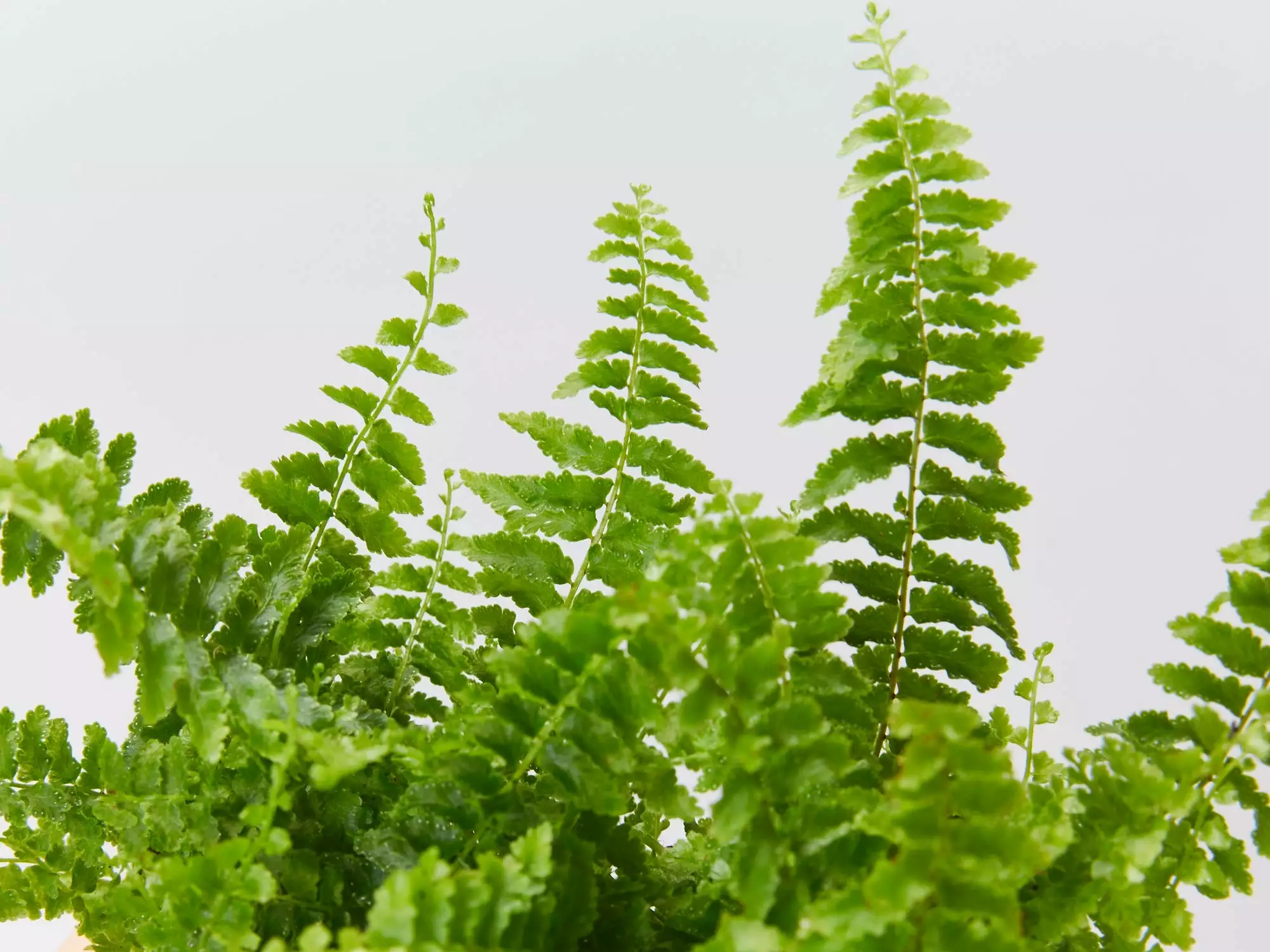 Nephrolepis Exaltata Fluffy Ruffles 4 Nephrolepis Exaltata Fluffy Ruffles - Image 2