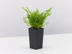 Nephrolepis Exaltata Fluffy Ruffles 8 Nephrolepis Exaltata Fluffy Ruffles -Plants in a Box Sales Shop NephrolepisFluffyRuffles single ff9ecf33 c48f 430b 9bcc 3a3a84dfd031