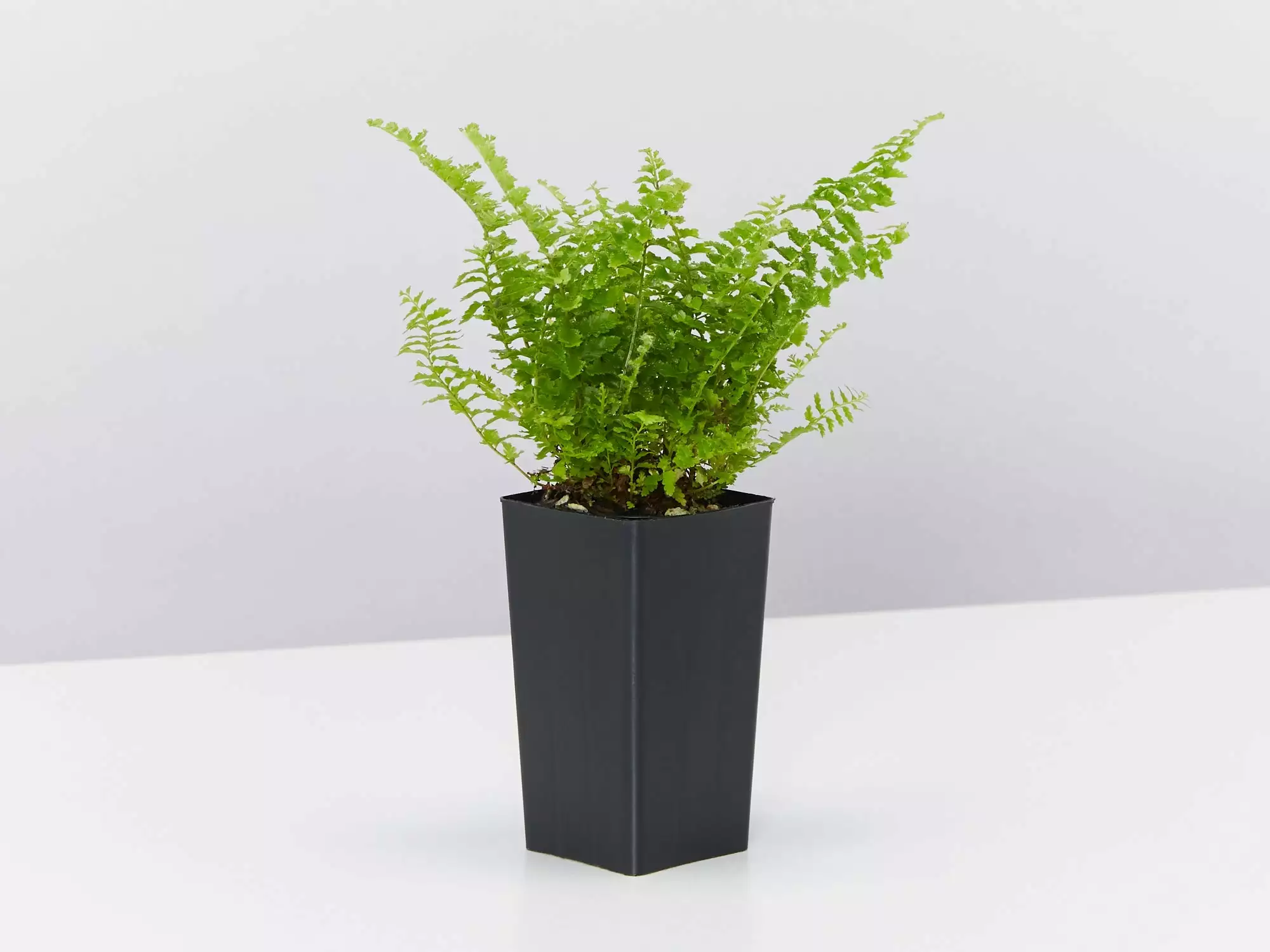 Nephrolepis Exaltata Fluffy Ruffles 5 Nephrolepis Exaltata Fluffy Ruffles - Image 3