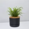 Nephrolepis Cordifolia Duffi - Pot + Plant + Soil 2 Nephrolepis Cordifolia Duffi - Pot + Plant + Soil -Plants in a Box Sales Shop NephrolepsisCordifoliaDuffiFern BlackPot