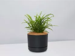 Fern Gift Box - Pot + Plant + Soil 26 Fern Gift Box - Pot + Plant + Soil -Plants in a Box Sales Shop NephrolepsisCordifoliaDuffiFern BlackPot 24736715 9e2a 428b b51f aae799504c28