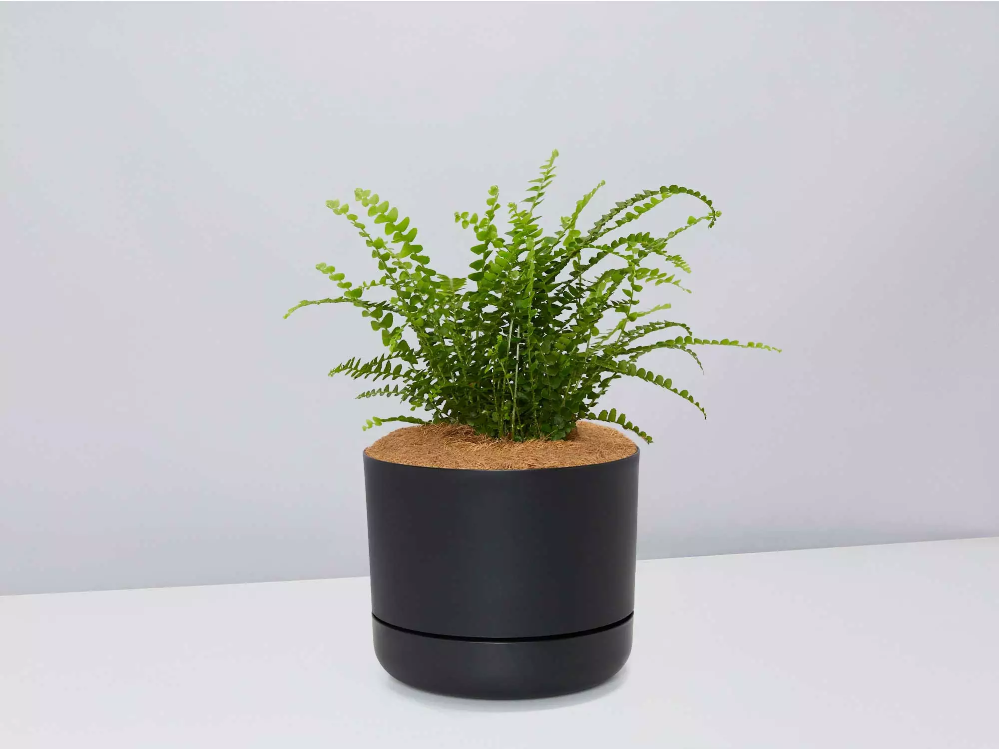 Fern Gift Box - Pot + Plant + Soil 8 Fern Gift Box - Pot + Plant + Soil - Image 6