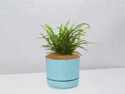 Nephrolepis Cordifolia Duffi - Pot + Plant + Soil -Plants in a Box Sales Shop NephrolepsisCordifoliaDuffiFern BluePot