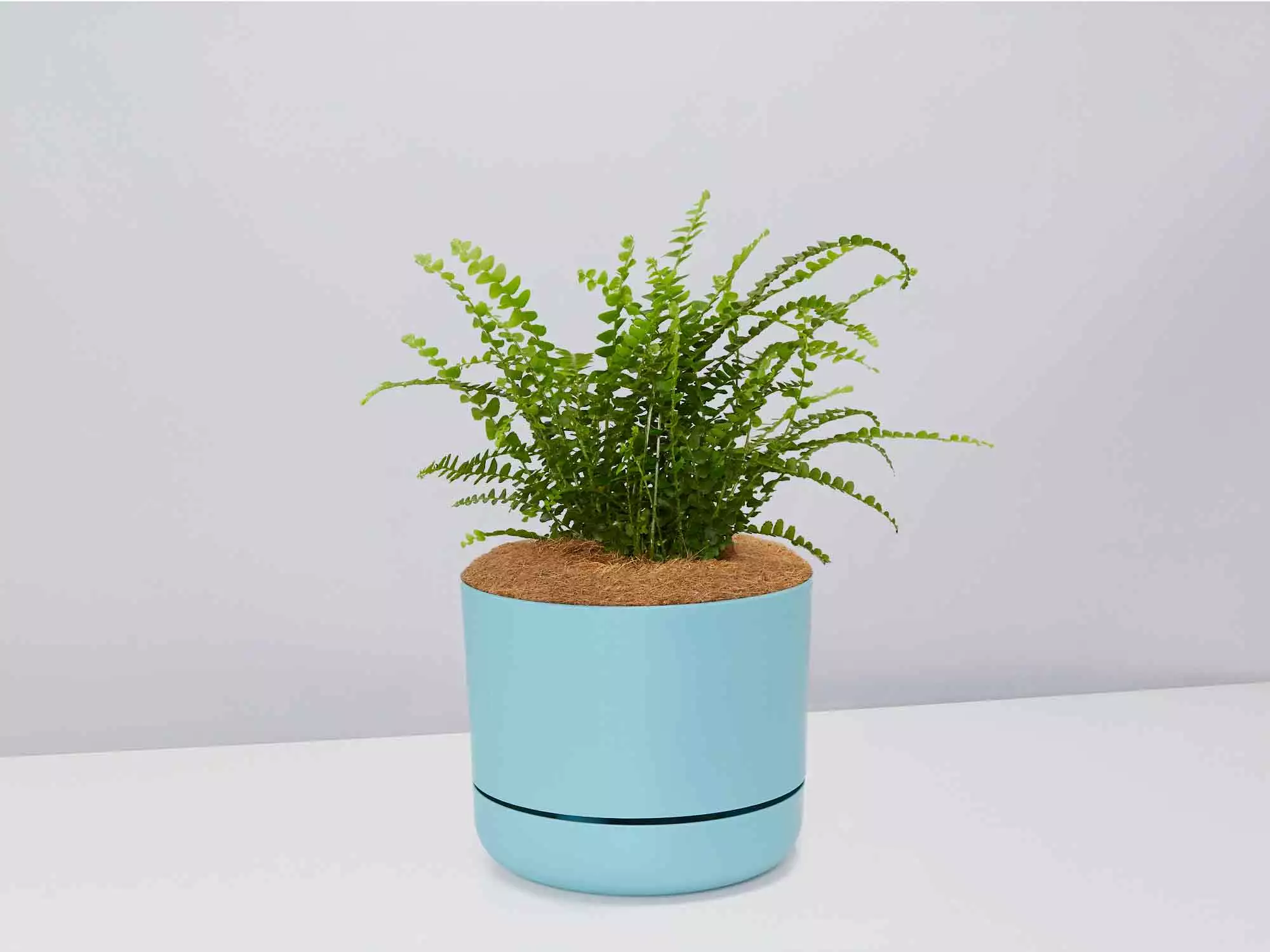 Fern Gift Box - Pot + Plant + Soil 10 Fern Gift Box - Pot + Plant + Soil - Image 8