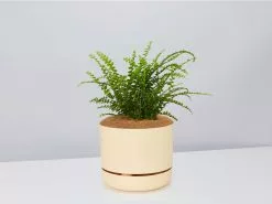 Nephrolepis Cordifolia Duffi - Pot + Plant + Soil -Plants in a Box Sales Shop NephrolepsisCordifoliaDuffiFern BuffPot