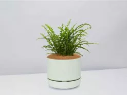 Fern Gift Box - Pot + Plant + Soil 30 Fern Gift Box - Pot + Plant + Soil -Plants in a Box Sales Shop NephrolepsisCordifoliaDuffiFern FogPot 3757a31a 57d1 4893 a0aa 56a58faa956d