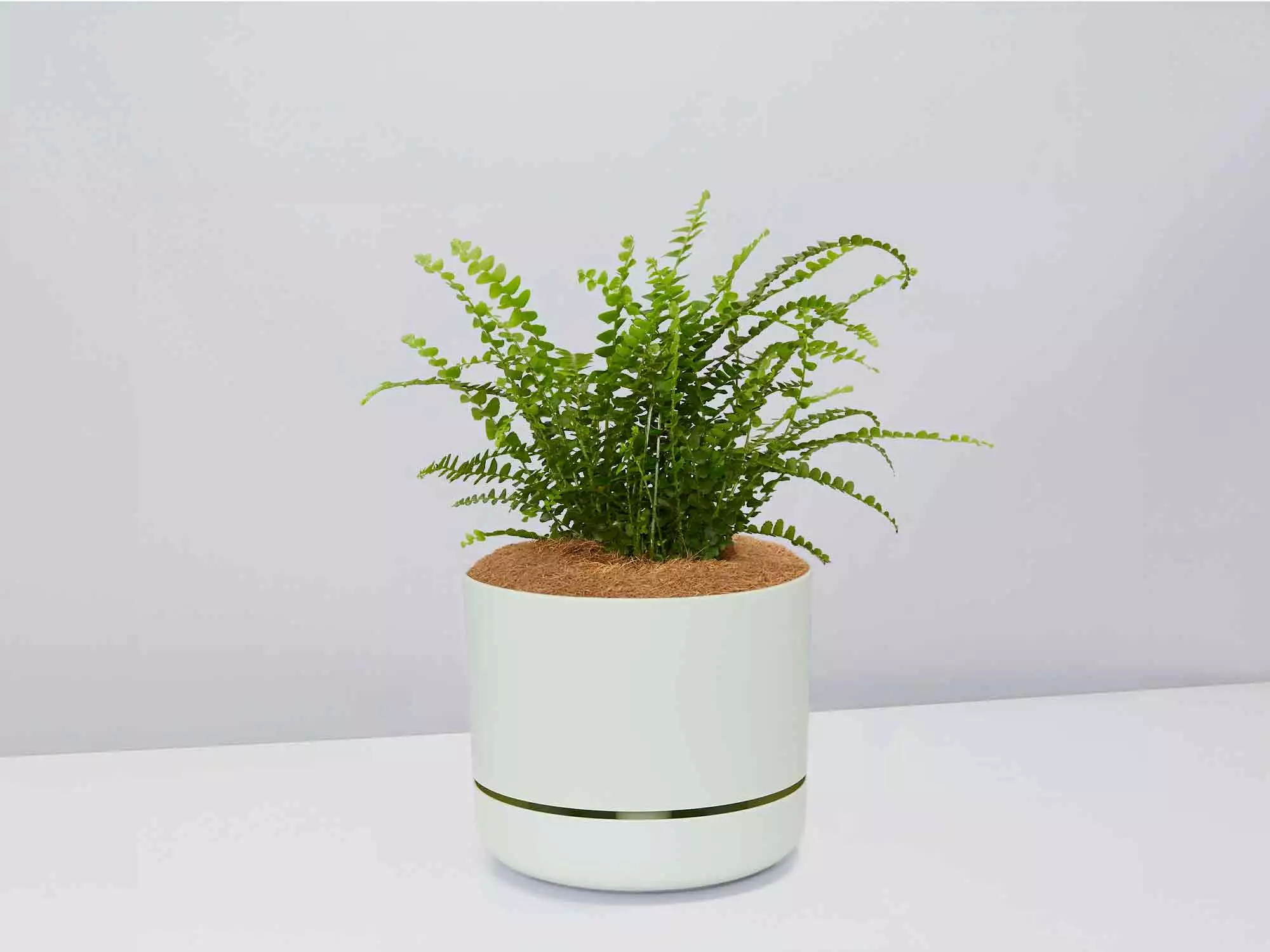 Fern Gift Box - Pot + Plant + Soil 12 Fern Gift Box - Pot + Plant + Soil - Image 10