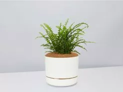 Nephrolepis Cordifolia Duffi - Pot + Plant + Soil -Plants in a Box Sales Shop NephrolepsisCordifoliaDuffiFern LinenPot