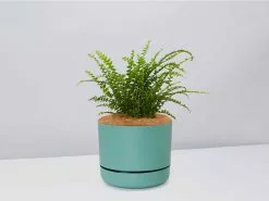 Nephrolepis Cordifolia Duffi - Pot + Plant + Soil -Plants in a Box Sales Shop NephrolepsisCordifoliaDuffiFern MossPot