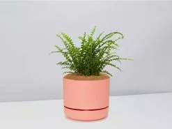 Fern Gift Box - Pot + Plant + Soil 33 Fern Gift Box - Pot + Plant + Soil -Plants in a Box Sales Shop NephrolepsisCordifoliaDuffiFern PersimmonPot f5d1a772 0c04 4c2a af68 cc95a36f8b7c