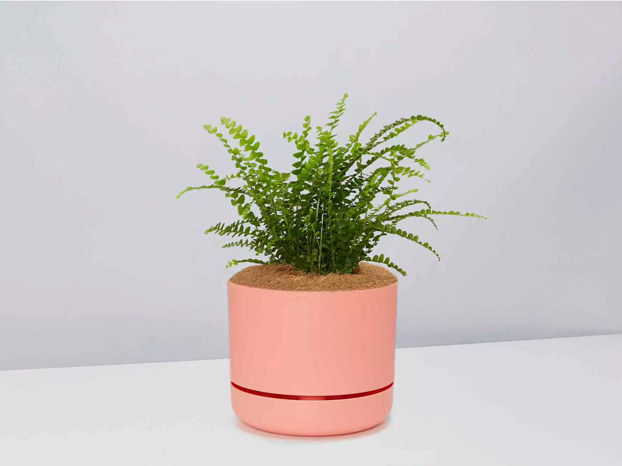 Fern Gift Box - Pot + Plant + Soil 15 Fern Gift Box - Pot + Plant + Soil - Image 13