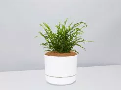Nephrolepis Cordifolia Duffi - Pot + Plant + Soil -Plants in a Box Sales Shop NephrolepsisCordifoliaDuffiFern WhitePot