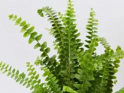 Nephrolepis Cordifolia Duffi - Pot + Plant + Soil -Plants in a Box Sales Shop NephrolepsisCordifoliaDuffiFern detail