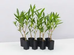 Nerium Oleander Double Pink