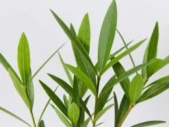 Nerium Oleander Double Pink -Plants in a Box Sales Shop NeriumDoublePink detail fe5e2434 30da 4c94 91d5 e1a43711ff6d