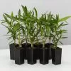 Nerium Oleander Dwarf Apricot -Plants in a Box Sales Shop NeriumOleanderDwarfApricot 8plants eb270906 6b52 470c 916c 8aad2dcc1cf4
