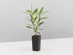 Nerium Oleander Dwarf Apricot -Plants in a Box Sales Shop NeriumOleanderDwarfApricot single f1d6aed5 94a1 4d9d a585 24b66d736747