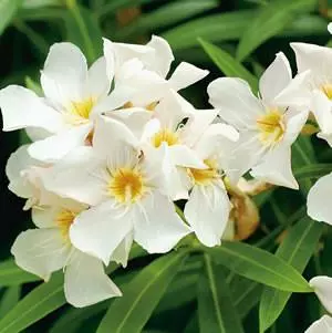 Nerium Oleander "Madonna" 4 Nerium Oleander "Madonna" - Image 2
