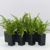 Nephrolepis Cordifolia Duffii -Plants in a Box Sales Shop NethrolepisDuffiiFern 8plants a77c8889 6c92 4b9c 99e0 9c2be119f2a1