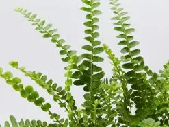 Elho Eco Friendly â™»ï¸Gift Box - Fern Varieties 15 Elho Eco Friendly â™»ï¸Gift Box - Fern Varieties -Plants in a Box Sales Shop NethrolepisDuffiiFern detail c662d3c0 802b 4d83 9d9d ec38c767894f 1