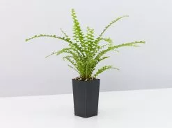 Nephrolepis Cordifolia Duffii -Plants in a Box Sales Shop NethrolepisDuffiiFern single 3a6cc4dc 0ab1 4f1b a658 cf7adb61950b