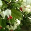 Clerodendrum Thomsoniae