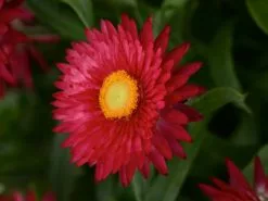 Paper Daisy Everlasting Flower Assorted Box ðŸŒ¸ -Plants in a Box Sales Shop NewProject 2