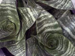 The Plant Killers Houseplant Pack 12 The Plant Killers Houseplant Pack -Plants in a Box Sales Shop NewProject 20