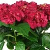 Hydrangea Macrophylla Schroll Red Purple Romance