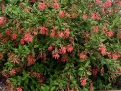 Assorted Grevillea Plant Pack -Plants in a Box Sales Shop NewProject 24