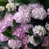 Hydrangea Macrophylla Schroll Popcorn Candy -Plants in a Box Sales Shop NewProject 25