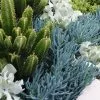 Senecio Serpens Blue Chalksticks Dwarf -Plants in a Box Sales Shop NewProject 30