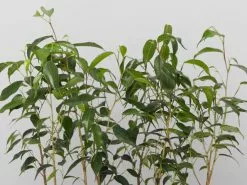 Assorted Box Of Ficus - Large -Plants in a Box Sales Shop NewProject 33