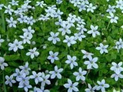 Pratia Puberula Blue