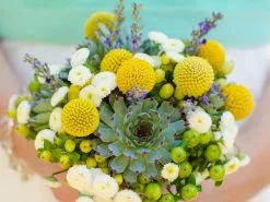 Box Of Billy Button Plants -Plants in a Box Sales Shop NewProject 4