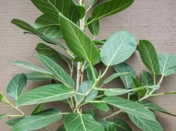 Ficus Benghalensis Audrey