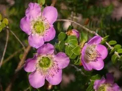 Australian Native Mixed Pack -Plants in a Box Sales Shop OYQFxJ5uf UaLFKU HZsJPf6ew fZmVwC brERlcJ95koPzKvUW1jZtArzKjn4jWmTLBed9ZLx yTBUt 1080x 61727ea5 a238 4d17 bf3b b6824e528f5f