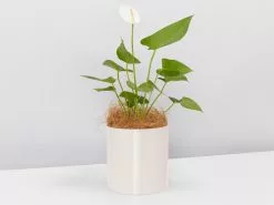 Potted Houseplant Varieties - In Oatmeal Vessel -Plants in a Box Sales Shop Oatmeal Anthurium