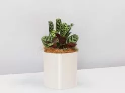 Potted Houseplant Varieties - In Oatmeal Vessel -Plants in a Box Sales Shop Oatmeal CtenantheBurle Marxil