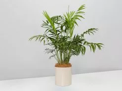 Potted Houseplant Varieties - In Oatmeal Vessel -Plants in a Box Sales Shop Oatmeal Palm