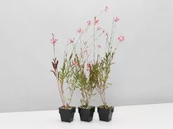 Oenothera (Gaura) Lindheimeri Belleza Compact Light Pink -Plants in a Box Sales Shop OehotheraLightPink 3plants 105bd9ea d1d4 4911 9524 6e2de3efb357