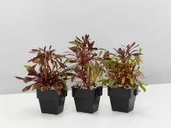 Oenothera (Gaura) Lindheimeri Little Janie -Plants in a Box Sales Shop OehotheraLindheimeriLittleJanie 3plants 6e0a1893 d271 4641 9dd4 05bc31db8532