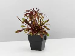 Oenothera (Gaura) Lindheimeri Little Janie -Plants in a Box Sales Shop OehotheraLindheimeriLittleJanie single 601908a1 2447 4192 978b 01b1e345965a