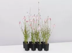 Oenothera (Gaura) Lindheimeri Belleza Compact Light Pink -Plants in a Box Sales Shop OenotheraLindheimeriBellezaCompactLightPink 8plants 6ba448d9 f372 4d8c 9756 63a4fbf74182