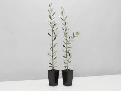 Olea Europaea Frantoio 'Olive Tree' -Plants in a Box Sales Shop OleaEuropaea 2plants 30571ef9 6157 4636 bcd5 eabf88c61af7