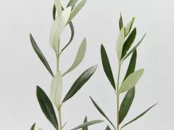 Olea Europaea Frantoio 'Olive Tree'