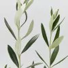 Olive Tree Olea Europaea Picual -Plants in a Box Sales Shop OleaEuropaea detail f314054e 2d7d 4a9b 9244 105543d193fa